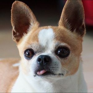 Meet your Posher, Cong